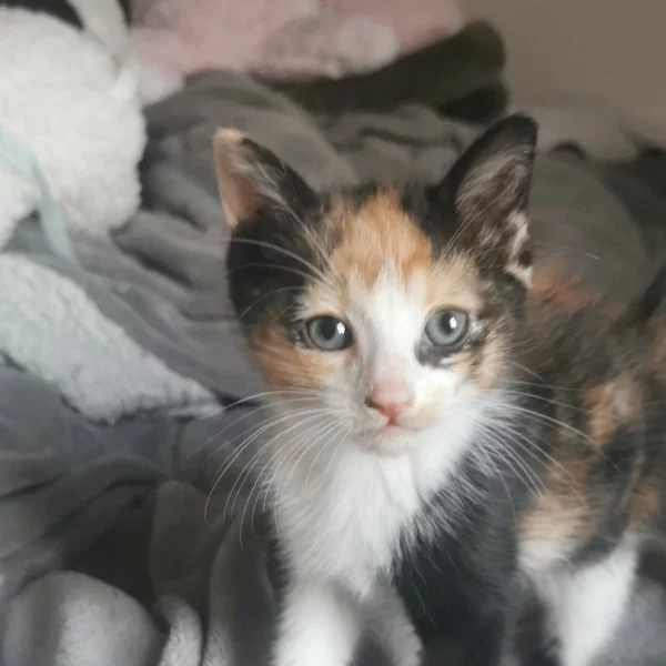Ourmia, chat adopté en 2023 grâce aux ti'chats