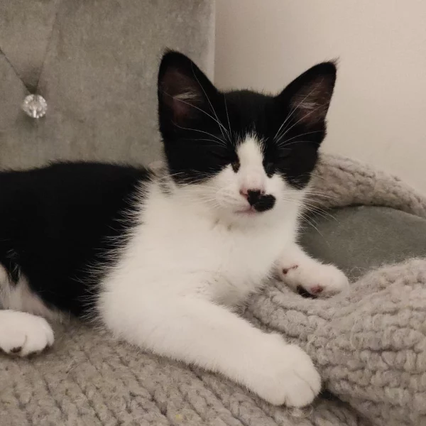 Pepper, chat adopté en 2023 grâce aux ti'chats