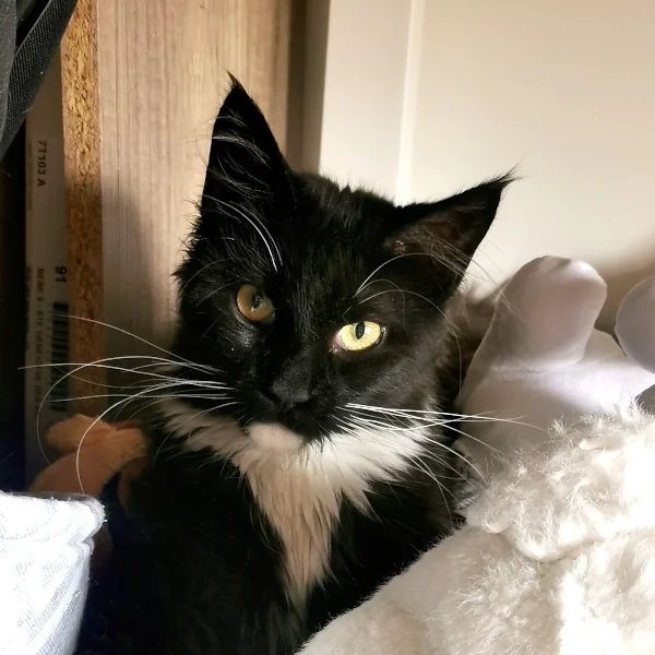 Princesse, chat adopté en 2023 grâce aux ti'chats