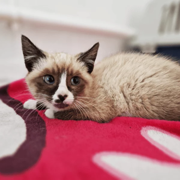 Racoon, chat adopté en 2023 grâce aux ti'chats