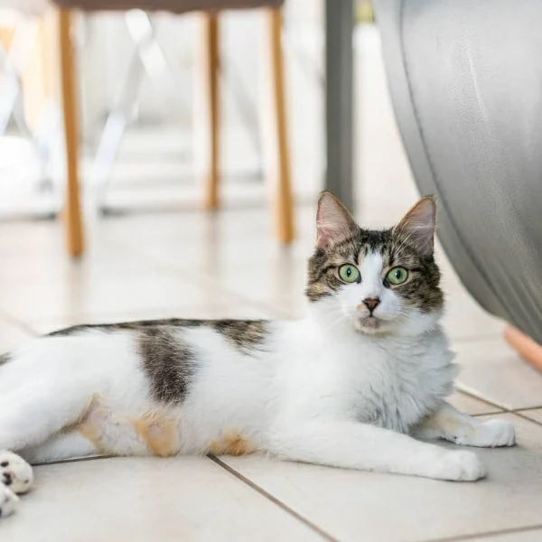 Sakura, chat adopté en 2023 grâce aux ti'chats
