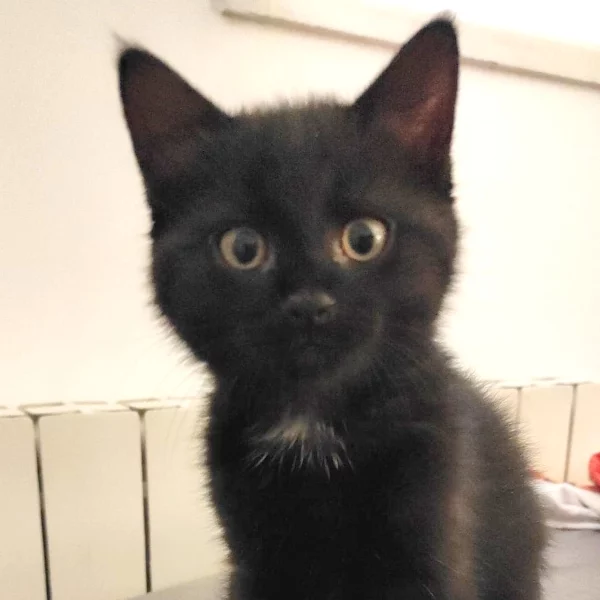 Salem, chat adopté en 2023 grâce aux ti'chats
