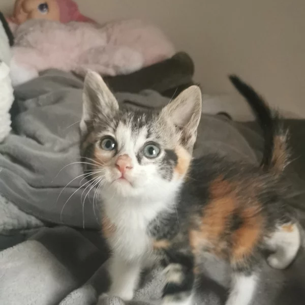 Sari, chat adopté en 2023 grâce aux ti'chats