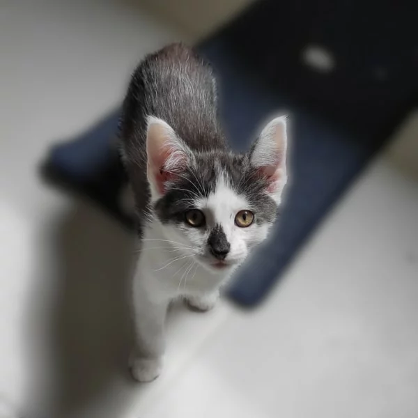 Tempête, chat adopté en 2023 grâce aux ti'chats