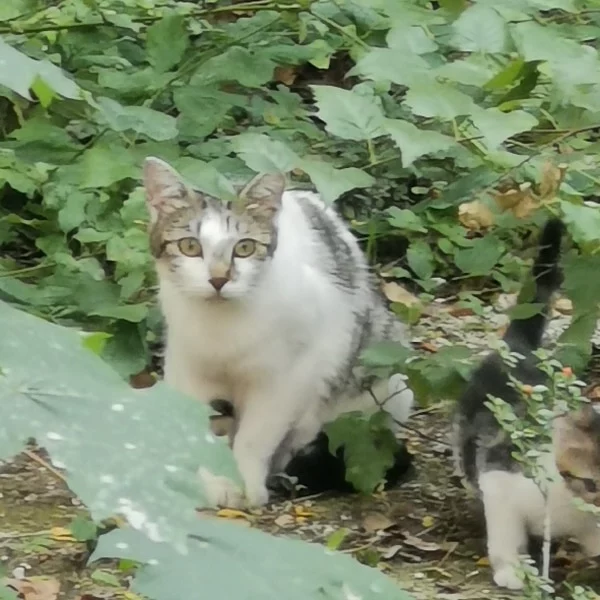 Abbaye, chat libre stérilisé par Les ti'chats
