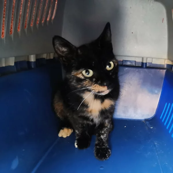 Amidala, chat libre stérilisé par Les ti'chats