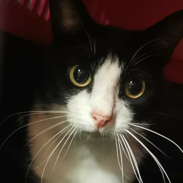 Aramis, chat libre stérilisé par Les ti'chats