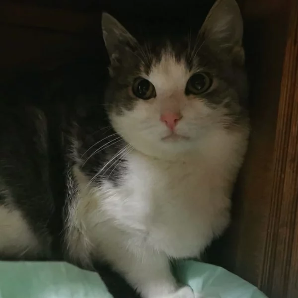 Ariane, chat libre stérilisé par Les ti'chats