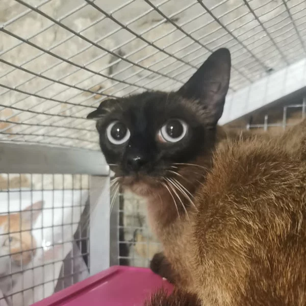 Ayana, chat libre stérilisé par Les ti'chats