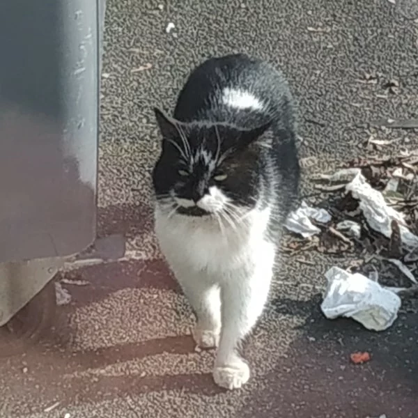Benday, chat libre stérilisé par Les ti'chats