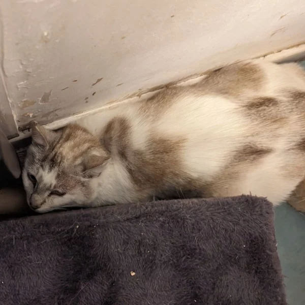 Byanca, chat libre stérilisé par Les ti'chats