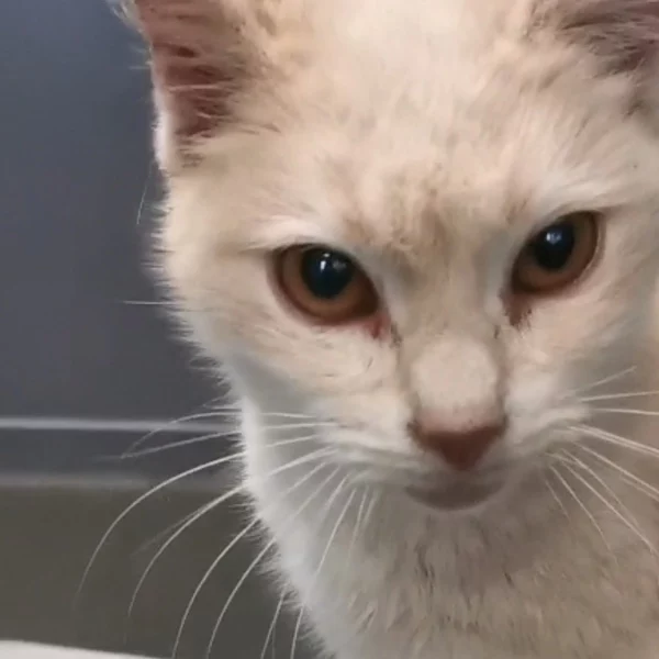 Calie, chat adopté en 2023 grâce aux ti'chats