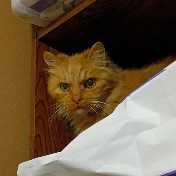 Cannel, chat libre stérilisé par Les ti'chats