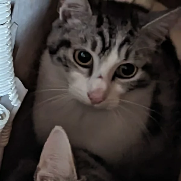 Caramella, chat libre stérilisé par Les ti'chats