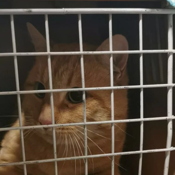 Casimir, chat libre stérilisé par Les ti'chats