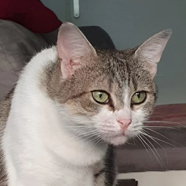 Chipie, chat adopté en 2023 grâce aux ti'chats