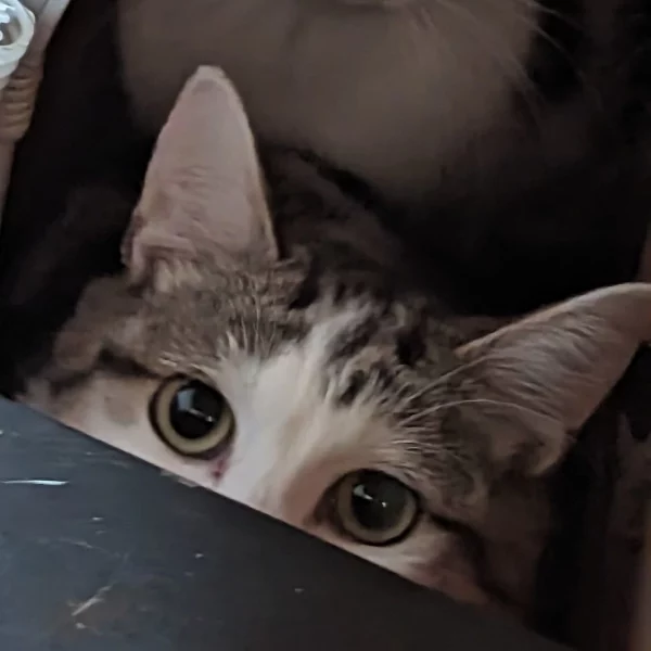 Ciocolata, chat libre stérilisé par Les ti'chats