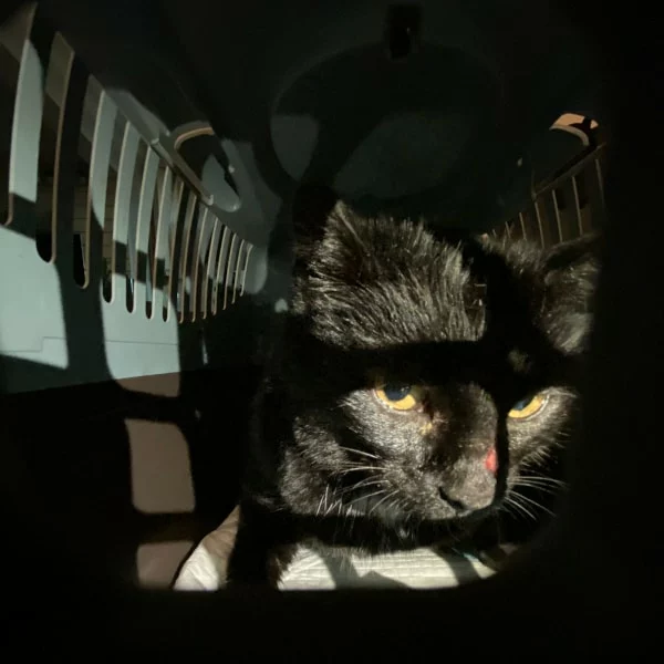 Couscous, chat libre stérilisé par Les ti'chats