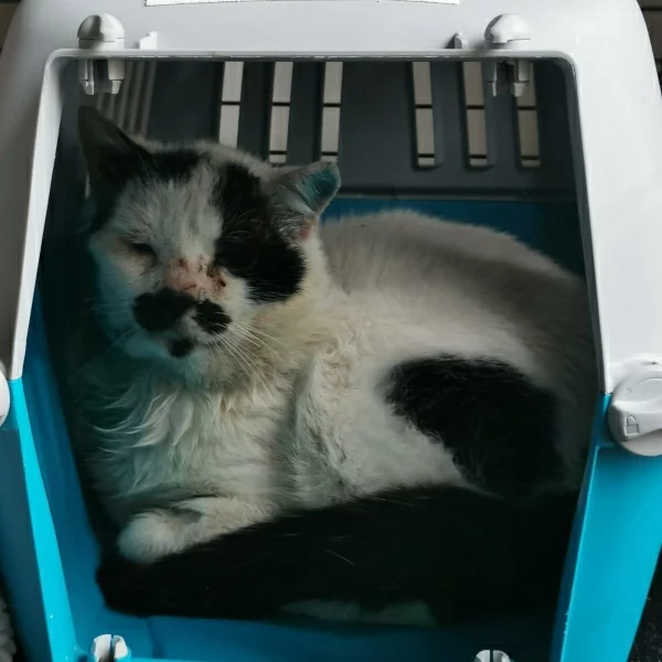 Cromalin, chat libre stérilisé par Les ti'chats