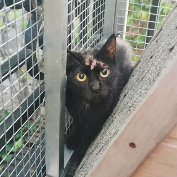 Dabrat, chat libre stérilisé par Les ti'chats