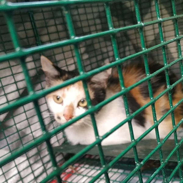 Didot, chat libre stérilisé par Les ti'chats