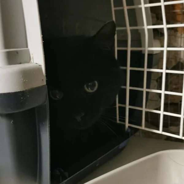Diego, chat libre stérilisé par Les ti'chats