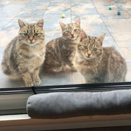 Dyno, chat libre stérilisé par Les ti'chats