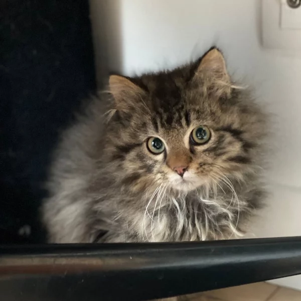 Eagan, chat adopté en 2023 grâce aux ti'chats
