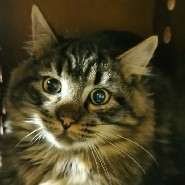 Esope, chat libre stérilisé par Les ti'chats