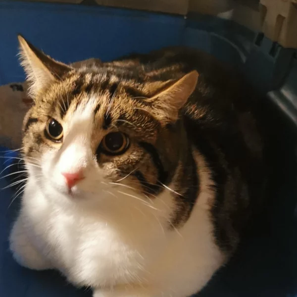 Ether, chat libre stérilisé par Les ti'chats