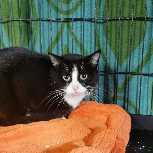 Félicie, chat libre stérilisé par Les ti'chats