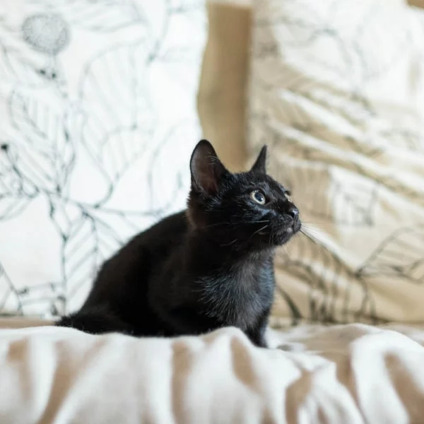 Fly, chat adopté en 2023 grâce aux ti'chats