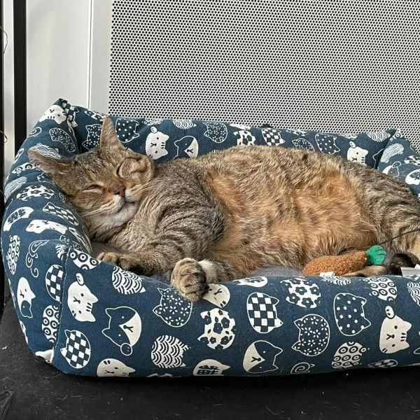 Fortek, chat adopté en 2023 grâce aux ti'chats