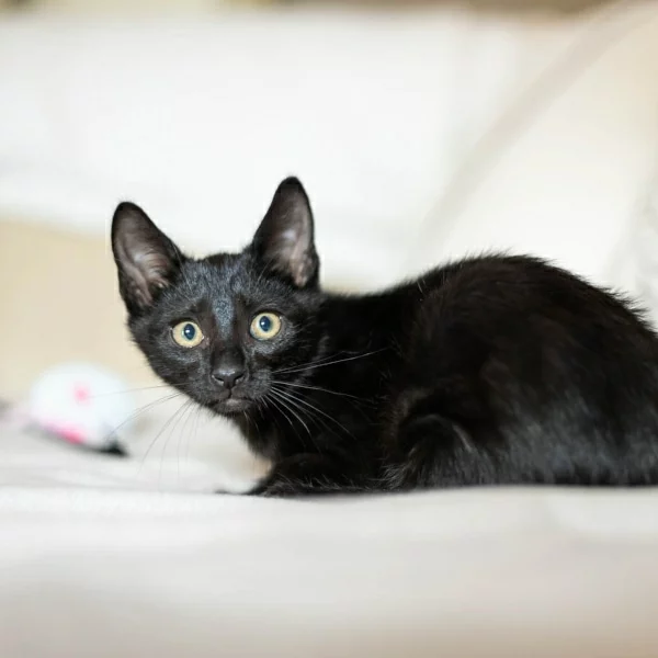 Fresh, chat adopté en 2023 grâce aux ti'chats