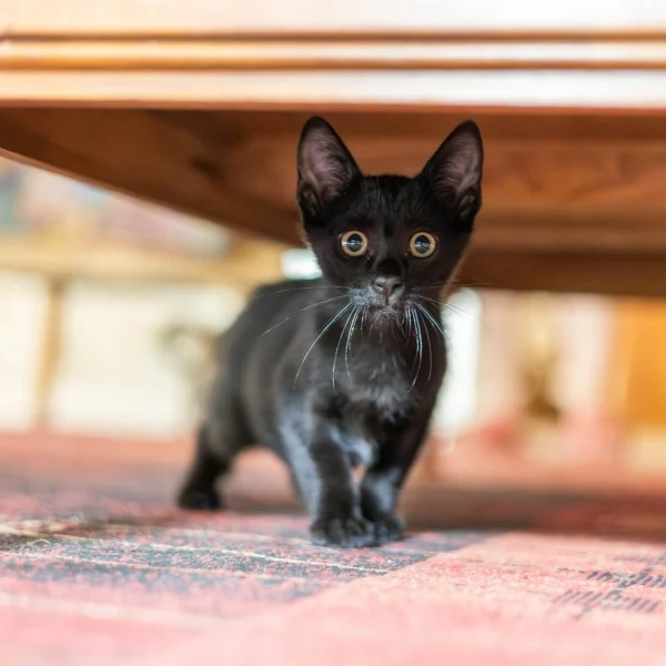 Funky, chat adopté en 2023 grâce aux ti'chats