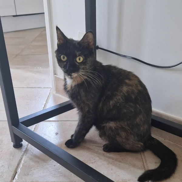Grenouille, chat libre stérilisé par Les ti'chats
