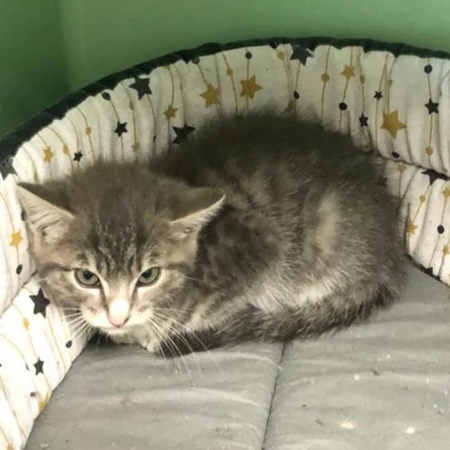 Gribouille, chat libre stérilisé par Les ti'chats