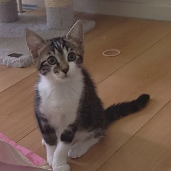 Hanaé, chat adopté en 2023 grâce aux ti'chats
