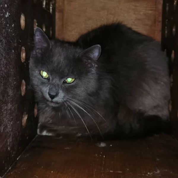Holsten, chat libre stérilisé par Les ti'chats