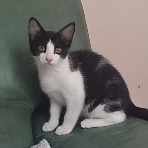 Hoshi, chat adopté en 2023 grâce aux ti'chats