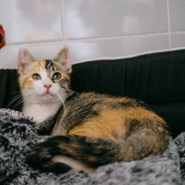 Hiyori, chat adopté en 2023 grâce aux ti'chats