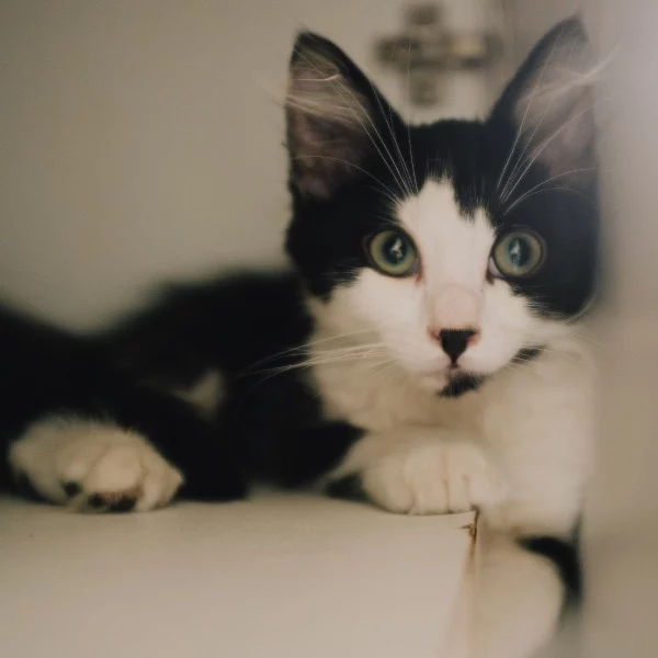 Izo, chat adopté en 2023 grâce aux ti'chats