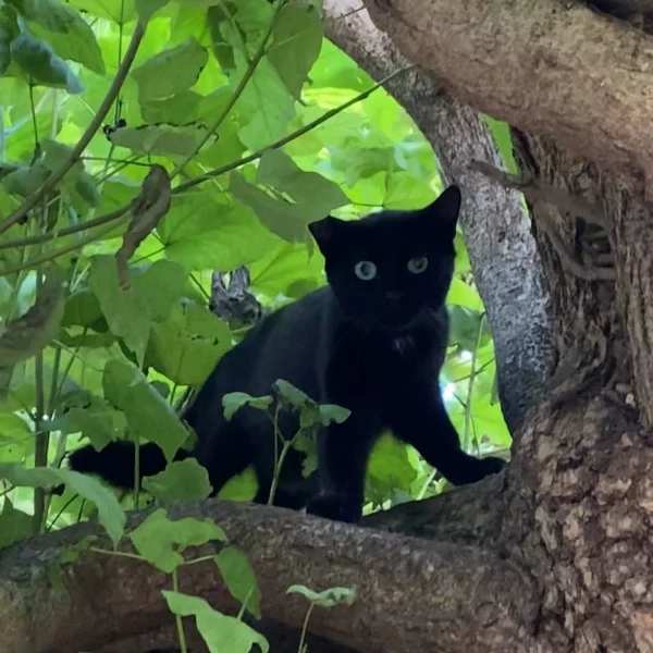 Judoa, chat libre stérilisé par Les ti'chats