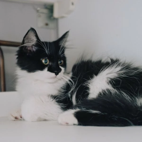 Kaku, chat adopté via Les ti'chats
