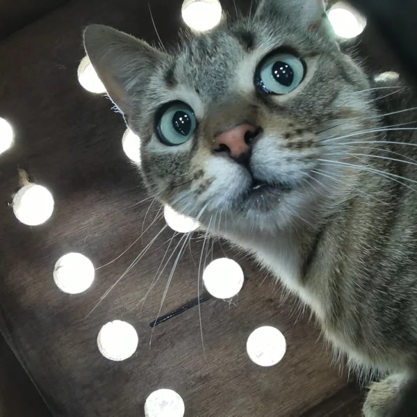 Kenobi, chat libre stérilisé par Les ti'chats