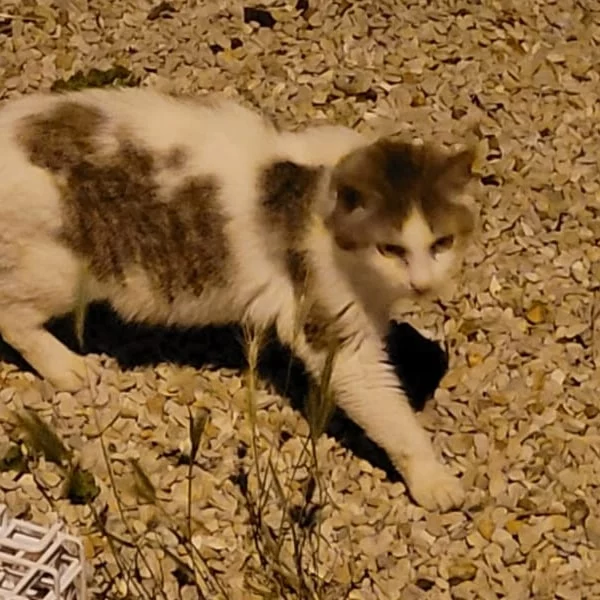 Kitcasey, chat libre stérilisé par Les ti'chats