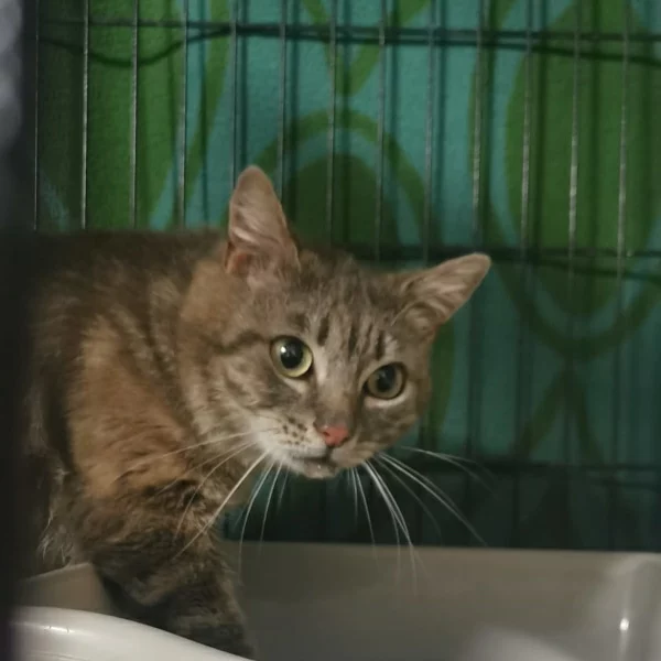 Lacrim, chat libre stérilisé par Les ti'chats
