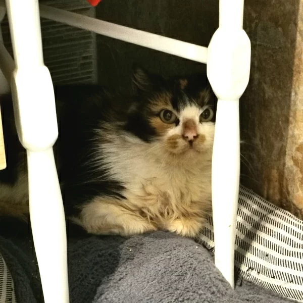 Laize, chat libre stérilisé par Les ti'chats