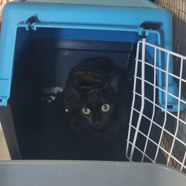Lauryn Hill, chat libre stérilisé par Les ti'chats