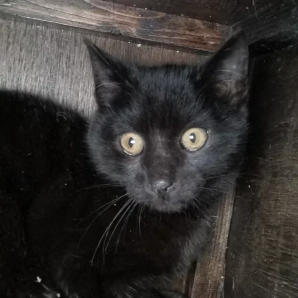 Lilith, chat libre stérilisé par Les ti'chats